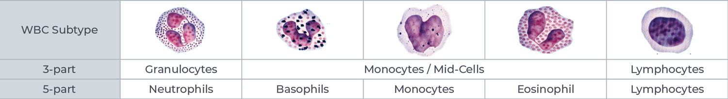 3 and 5-part differential cell subtyping