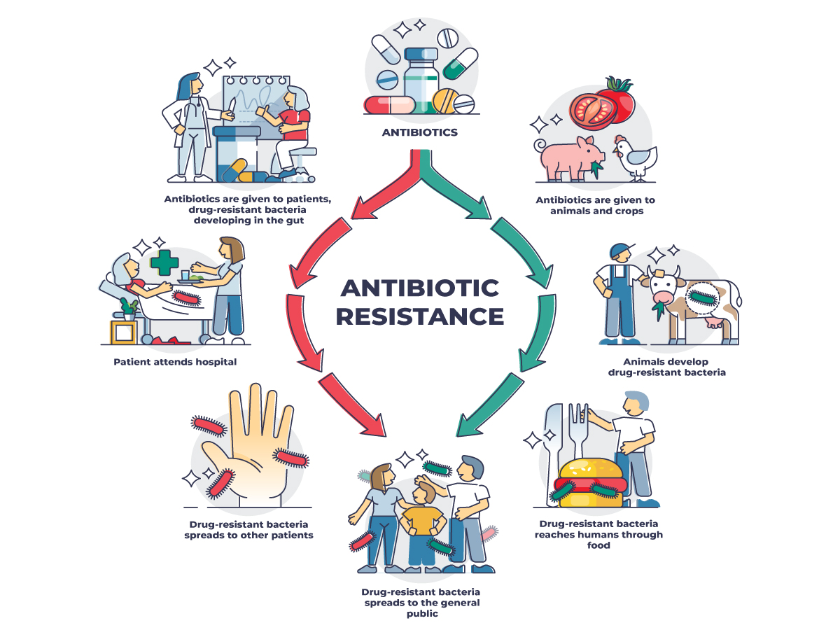 Infographic of antibiotic 