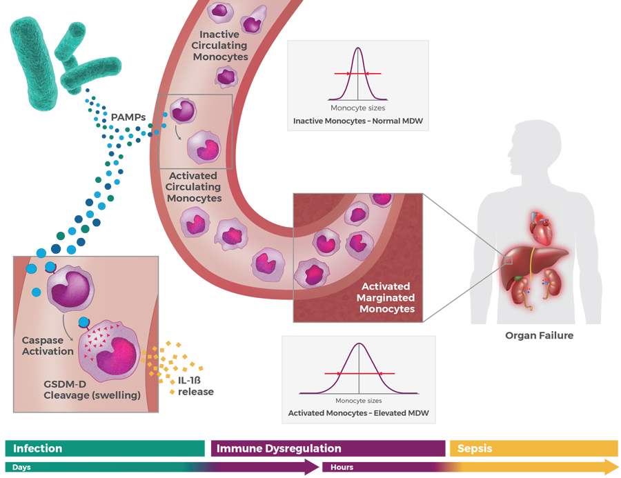 Sepsis activated monocytes