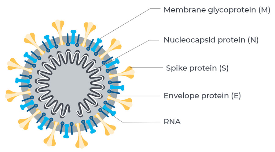 Illustration of coronavirus with four structural proteins