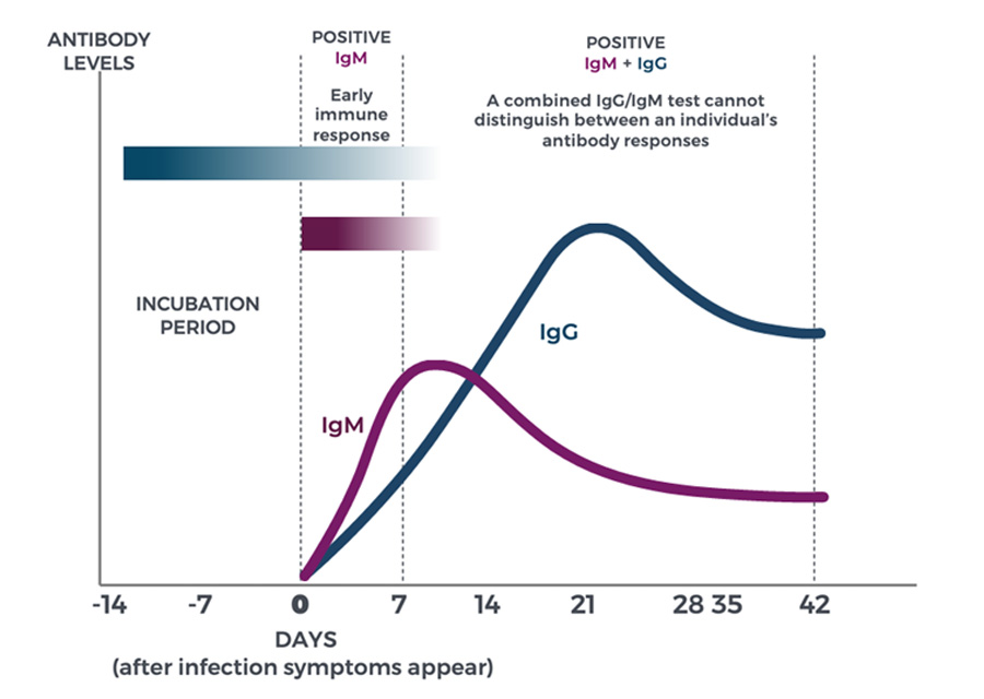 Graph showing IgG and IgM antibody levels