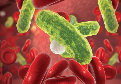 Bacteria floating in red cells in the bloodstream