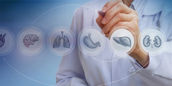 Physician pointing to organs