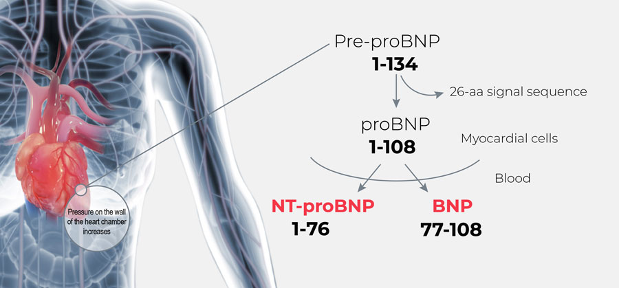 Access BNP & NT-proBNP Assays | Beckman Coulter