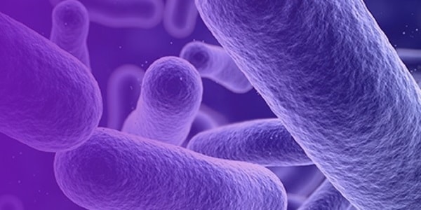 Storia della soluzione di microbiologia Home